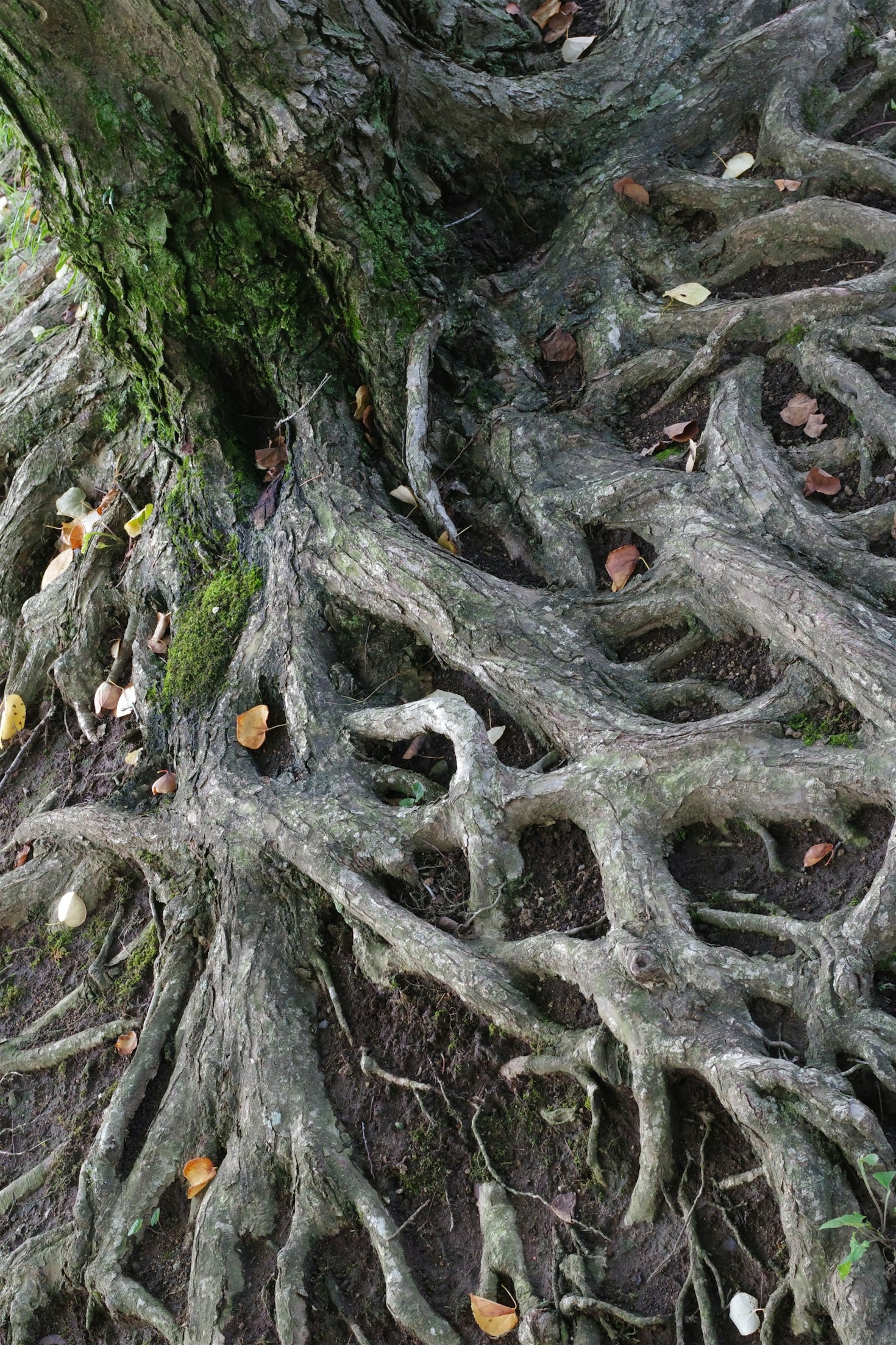 Zucarelli Family: A Journey Through Generations